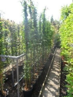 Jasmijn (Jasminum Officinale) -Green Roots Exporteren Winkel jasminum officinale 175 200 c10 1