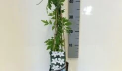 Jasmijn (Jasminum Officinale) -Green Roots Exporteren Winkel jasminum officinalis 50 60 c2 1 1