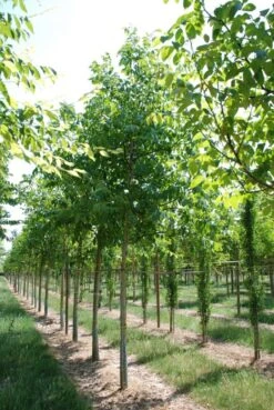 Grote Walnoot (Juglans Regia) -Green Roots Exporteren Winkel juglans regia s 20 25 1