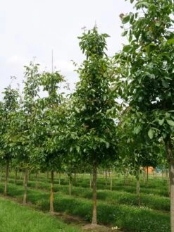 Grote Walnoot (Juglans Regia) -Green Roots Exporteren Winkel juglans regia s 25 30 1