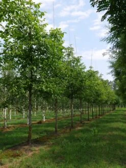 Grote Walnoot (Juglans Regia) -Green Roots Exporteren Winkel juglans regia s 30 35 1