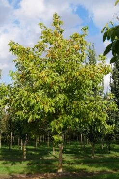 Grote Walnoot (Juglans Regia) -Green Roots Exporteren Winkel juglans regia s 35 40 1