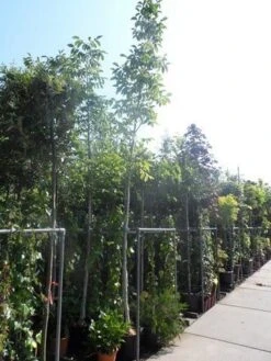 Walnotenboom (Juglans Regia) -Green Roots Exporteren Winkel juglans regia 10 12 14ho cont 1