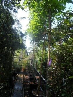 Walnotenboom (Juglans Regia) -Green Roots Exporteren Winkel juglans regia 12 14 16ho cont