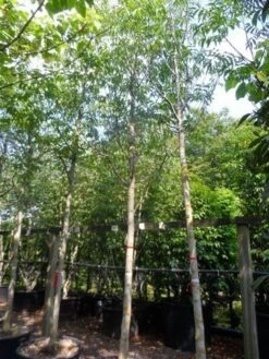 Walnotenboom (Juglans Regia) -Green Roots Exporteren Winkel juglans regia 20 25ho c160 extra 1