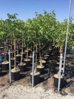 Walnoot (Juglans Regia 'Franquette')