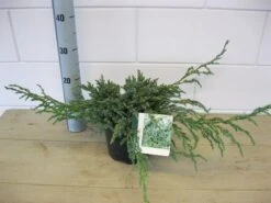 Jeneverbes (Juniperus Squamata 'Blue Carpet') -Green Roots Exporteren Winkel juniperus blue carpet c3 november 1