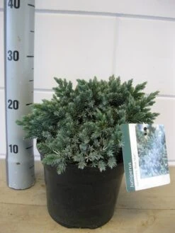 Jeneverbes (Juniperus Squamata 'Blue Star') -Green Roots Exporteren Winkel juniperus blue star c3 november 1