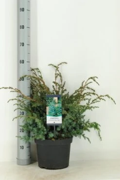 Jeneverbes (Juniperus Chinensis 'Blue Alps') -Green Roots Exporteren Winkel juniperus chinensis blue alps c5 m