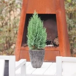 Jeneverbes (Juniperus Chinensis 'Stricta') -Green Roots Exporteren Winkel juniperus chinensis stricta