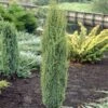 Jeneverbes (Juniperus Communis 'Arnold')