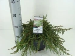 Jeneverbes (Juniperus Communis 'Green Carpet') -Green Roots Exporteren Winkel juniperus communis green carpet c3 m 1