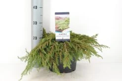 Jeneverbes (Juniperus Communis 'Green Carpet') -Green Roots Exporteren Winkel juniperus communis green carpet c5 m 1