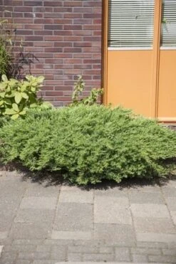 Kustjeneverbes (Juniperus Conferta 'Schlager' (Blue Pacific)) -Green Roots Exporteren Winkel juniperus conferta schlager