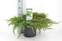 Kustjeneverbes (Juniperus Conferta 'Schlager' (Blue Pacific))