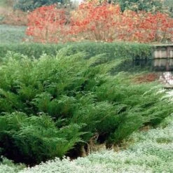 Sevenboom (Juniperus Sabina) -Green Roots Exporteren Winkel juniperus sabina