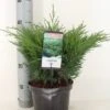 Sevenboom (Juniperus Sabina)