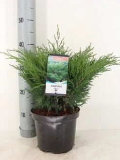 Sevenboom (Juniperus Sabina)