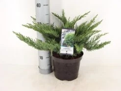 Sevenboom (Juniperus Sabina 'Tamariscifolia') -Green Roots Exporteren Winkel juniperus sabina tamariscifolia zomer c3 m