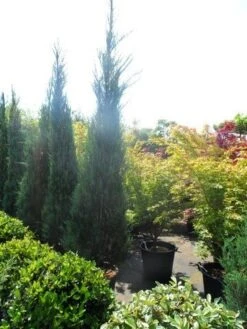 Jeneverbes (Juniperus Scopulorum 'Skyrocket') 14 Jeneverbes (Juniperus Scopulorum 'Skyrocket') -Green Roots Exporteren Winkel juniperus scopulorum skyrocket 250 300 1