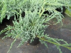 Jeneverbes (Juniperus Squamata 'Blue Carpet') -Green Roots Exporteren Winkel juniperus squamata blue carpet 1 1