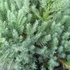 Jeneverbes (Juniperus Squamata 'Blue Carpet')