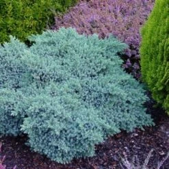 Jeneverbes (Juniperus Squamata 'Blue Star') -Green Roots Exporteren Winkel juniperus squamata blue star