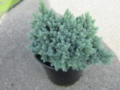 Jeneverbes (Juniperus Squamata 'Blue Star') -Green Roots Exporteren Winkel juniperus squamata blue star 1 1