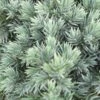 Jeneverbes (Juniperus Squamata 'Blue Star')