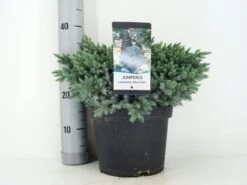 Jeneverbes (Juniperus Squamata 'Blue Star') -Green Roots Exporteren Winkel juniperus squamata blue star c5 m 1