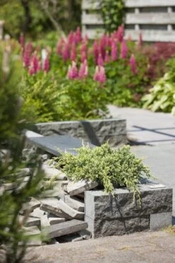 Jeneverbes (Juniperus Squamata 'Holger') 5 Jeneverbes (Juniperus Squamata 'Holger') -Green Roots Exporteren Winkel juniperus squamata holger