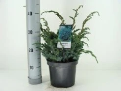 Jeneverbes (Juniperus Squamata 'Meyeri') -Green Roots Exporteren Winkel juniperus squamata meyeri c3 m