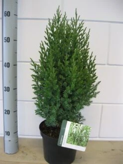Jeneverbes (Juniperus Chinensis 'Stricta') -Green Roots Exporteren Winkel juniperus stricta c3 november