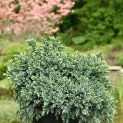 Jeneverbes (Juniperus Squamata 'Blue Star') -Green Roots Exporteren Winkel jusbstar 2