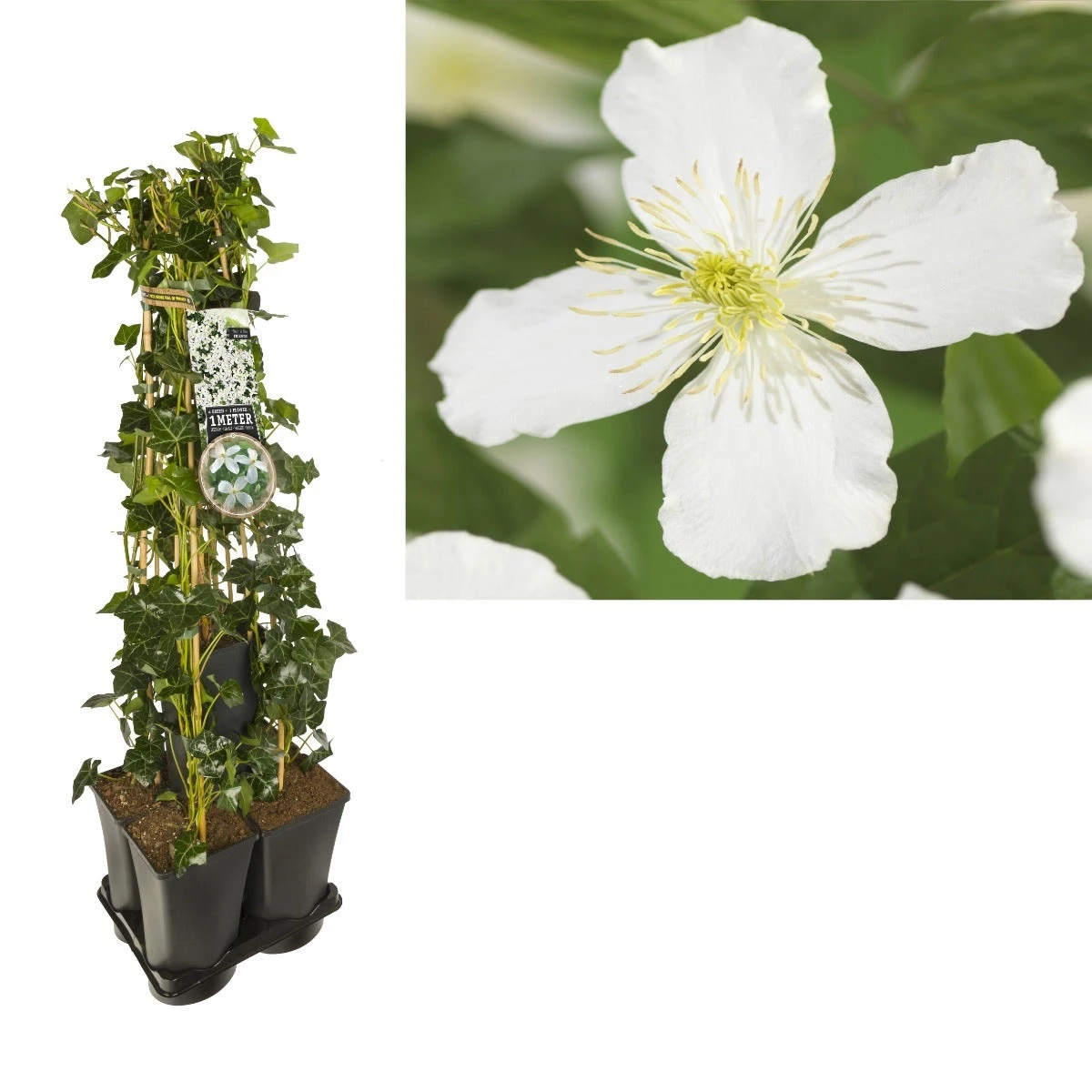 Hedera-Clematis Mix Haag (grandiflora) 1 Hedera-Clematis Mix Haag (grandiflora)