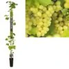 Pitloze Witte Druif (Vitis Vinifera 'Millenium')