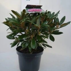 Dwergrhododendron (Rhododendron 'Kalinka') -Green Roots Exporteren Winkel kalinka c4 voor