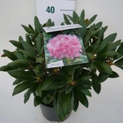 Dwergrhododendron (Rhododendron 'Kalinka') -Green Roots Exporteren Winkel kalinka c4 zij