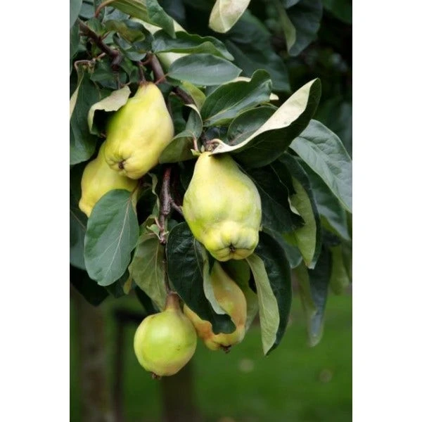 Kweepeer (Cydonia Oblonga 'Rea's Mammoth') 1 Kweepeer (Cydonia Oblonga 'Rea's Mammoth')