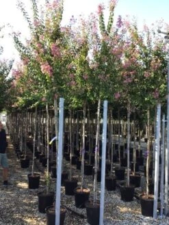 Roze Lagerstroemia Als Boom (Lagerstroemia Indica) -Green Roots Exporteren Winkel lagerstreomia rosea 6 8 1 1