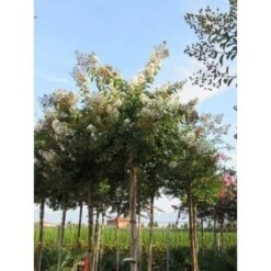Witte Lagerstroemia Als Boom (Lagerstroemia Indica) -Green Roots Exporteren Winkel lagerstroemia indica boom wit01 1
