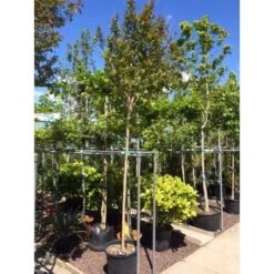 Witte Lagerstroemia Als Boom (Lagerstroemia Indica) -Green Roots Exporteren Winkel lagerstroemia indica boom01 1