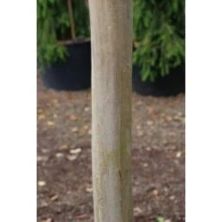 Witte Lagerstroemia Als Boom (Lagerstroemia Indica) -Green Roots Exporteren Winkel lagerstroemia indica boom02 1