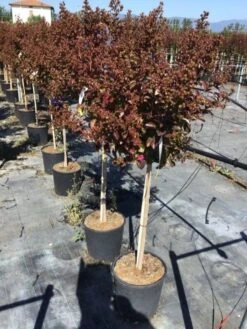 Lagerstroemia Als Halfstam (Lagerstroemia Indica 'Berry Dazzle') -Green Roots Exporteren Winkel lagerstroemia black dazzle halfstam 1