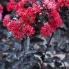 Lagerstroemia Als Halfstam (Lagerstroemia 'Black Diamond Best Red')