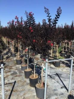 Lagerstroemia Als Halfstam (Lagerstroemia 'Black Diamond Best Red') -Green Roots Exporteren Winkel lagerstroemia black diamond halfstam 1