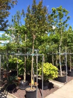 Roze Lagerstroemia Als Boom (Lagerstroemia Indica) -Green Roots Exporteren Winkel lagerstroemia indica 10 12ho 1