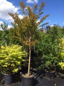 Roze Lagerstroemia Als Boom (Lagerstroemia Indica) -Green Roots Exporteren Winkel lagerstroemia indica halfstam 14 16