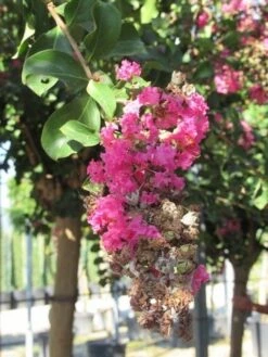 Roze Lagerstroemia Als Boom (Lagerstroemia Indica) -Green Roots Exporteren Winkel lagerstroemia indica roze 11