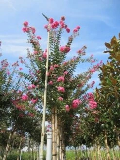 Roze Lagerstroemia Als Boom (Lagerstroemia Indica) -Green Roots Exporteren Winkel lagerstroemia indica roze 4